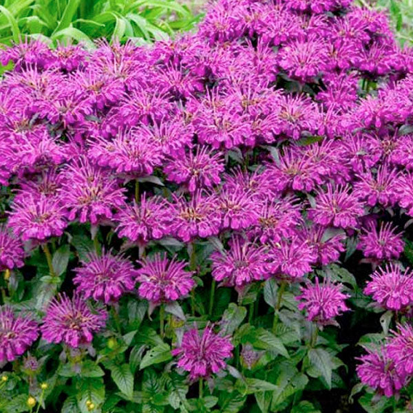 Monarda 'Grape Gumball' -Bee Balm - 2 Gallon Pot