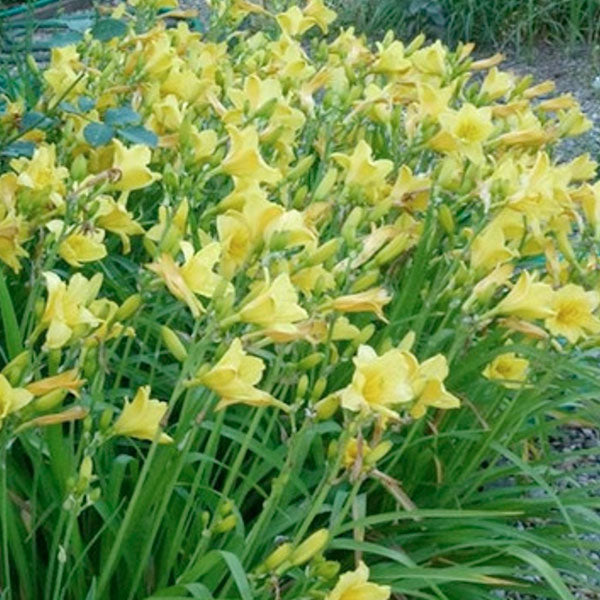 Hemerocallis 'Happy Returns' - 2 Gallon Pot