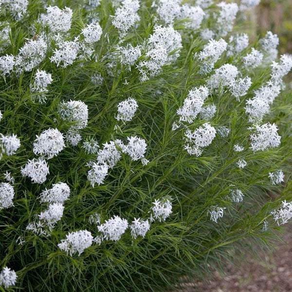 Amsonia Hubrechtii 'Butterscotch'