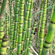 Load image into Gallery viewer, Equisetum hyemale Horsetails- 1 Gallon
