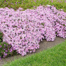 Load image into Gallery viewer, Aster &#39;Woods Pink&#39; - 2 Gallon
