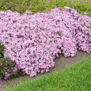 Aster 'Woods Pink' - 2 Gallon