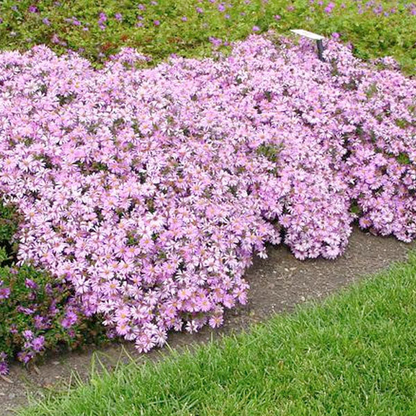 Aster 'Woods Pink' - 2 Gallon