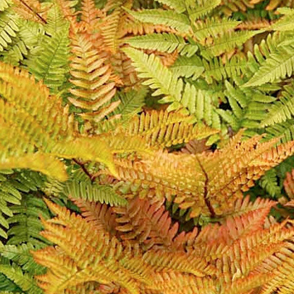 Fern - Dryopteris Brilliance Autumn - 2 Gallon