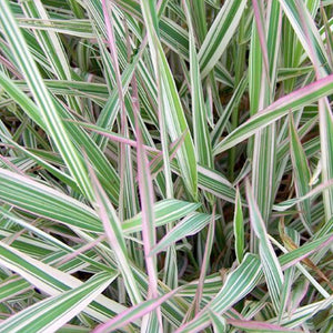 Phalaris 'Strawberries and Cream' - 2 Gallon Pot