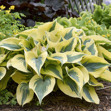 Load image into Gallery viewer, Hosta Shadowland® &#39;Autumn Frost&#39; - 2 Gallon
