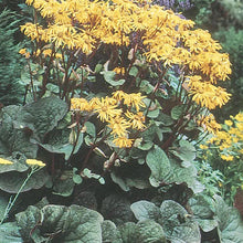 Load image into Gallery viewer, Ligularia &#39;Othello&#39; - 2 Gallon Pot
