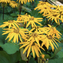 Load image into Gallery viewer, Ligularia &#39;Othello&#39; - 2 Gallon Pot
