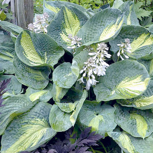 Hosta 'Hudson Bay'