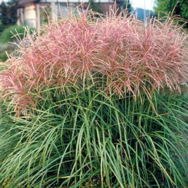 Miscanthus 'Huron Sunrise' - 3 Gallon Pot