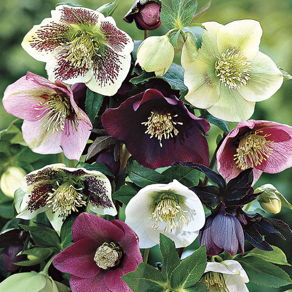 Helleborus 'Royal Heritage'