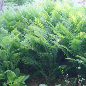 Fern - Ostrich Fern - 2 Gallon