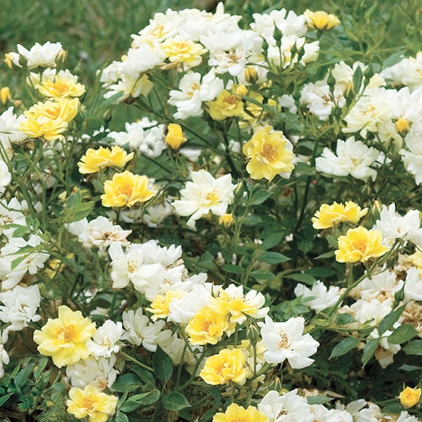 Rosa 'Lemon Drift' Rose - 3 Gallon Pot