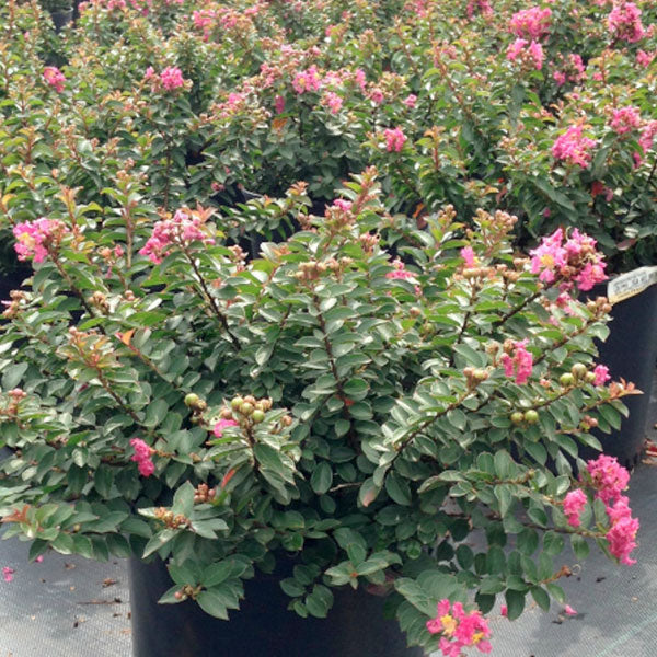 Lagerstroemia 'Pocomoke'