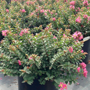 Lagerstroemia 'Pocomoke' - 3 Gallon Pot