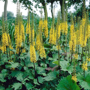 Ligularia stenocephala 'The Rocket' - 2 Gallon Pot