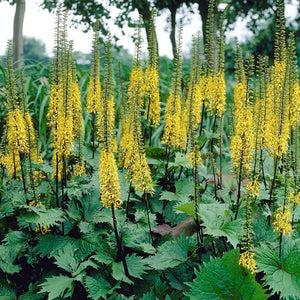 Ligularia stenocephala 'The Rocket' - 2 Gallon Pot