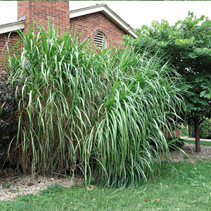 Miscanthus 'Giganteus' - 5 Gallon Pot