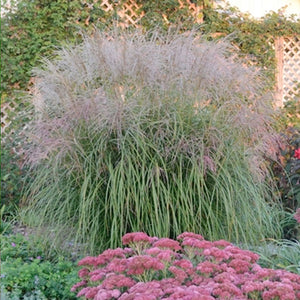 Miscanthus 'Andante' - 3 Gallon Pot