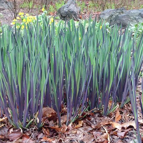 Iris versicolor 'Purple Flame'