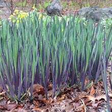 Load image into Gallery viewer, Iris versicolor &#39;Purple Flame&#39; - Blue Flag Iris - 2 Gallon Pot

