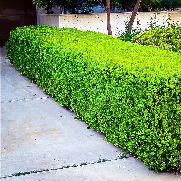 Buxus 'Winter Gem' - 3 Gallon Pot