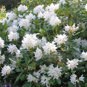 Rhododendron 'Cunninghams White' - 3 Gallon Pot