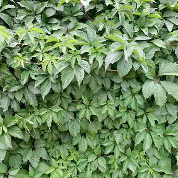Parthenocissus quinquefolia