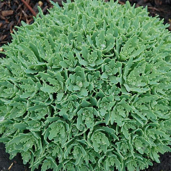 Sedum 'Thundercloud'