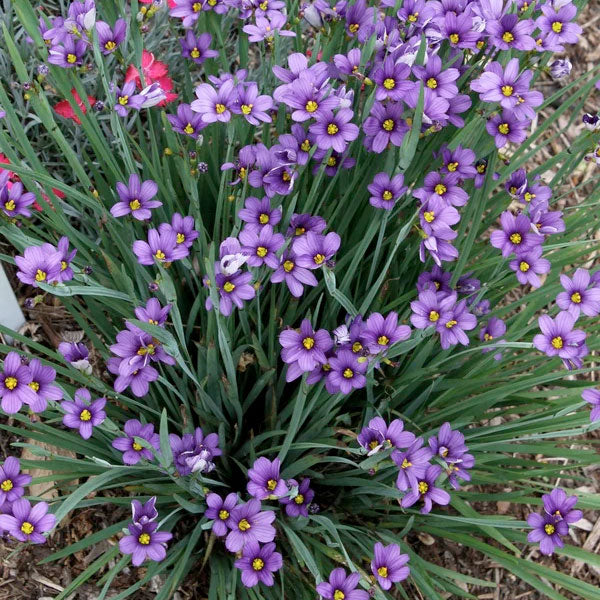 Sisyrinchium angustifolium 'Lucerne'