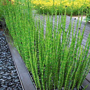 Equisetum hyemale Horsetails- 1 Gallon