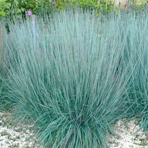 Schizachyrium scoparium 'Prairie Blues' - 2 Gallon