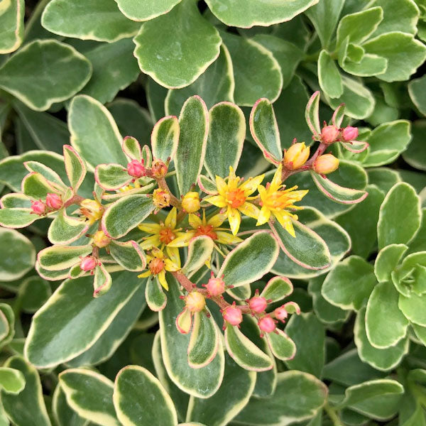 Sedum kamtschaticum 'Variegatum'
