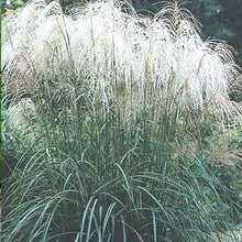 Load image into Gallery viewer, Miscanthus &#39;Andante&#39; - 3 Gallon Pot
