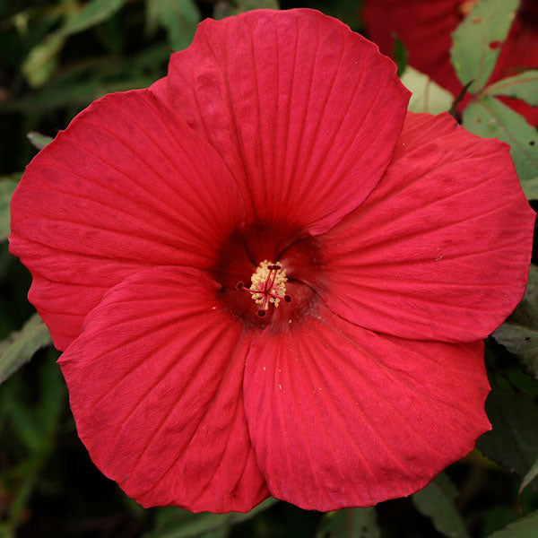 Hibiscus 'Fireball' - 2 Gallon Pot