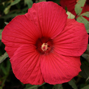 Hibiscus 'Fireball' - 2 Gallon Pot
