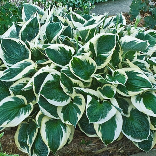 Hosta 'Minuteman' - 2 Gallon Pot