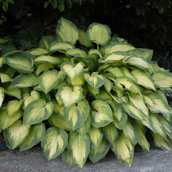 Hosta 'Paul's Glory' - 2 Gallon Pot