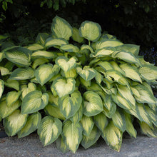 Load image into Gallery viewer, Hosta &#39;Paul&#39;s Glory&#39; - 2 Gallon Pot
