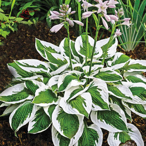 Hosta 'Patriot' - 2 Gallon Pot