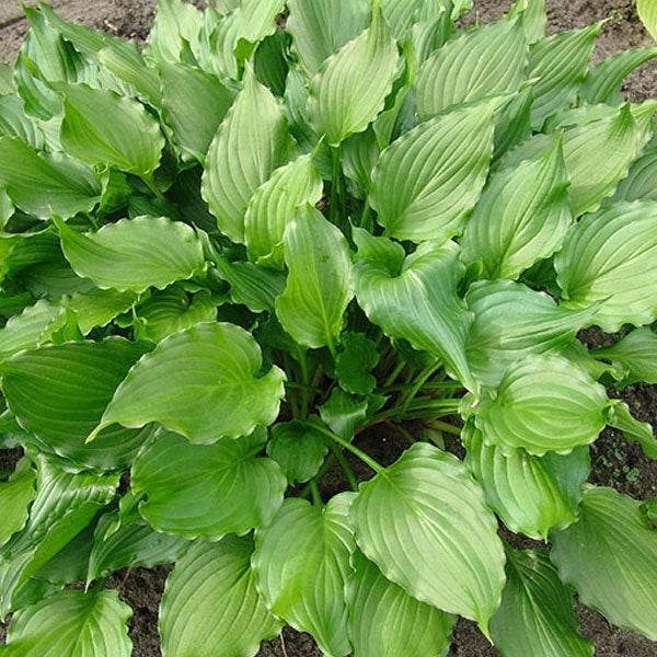 Hosta 'Stir Fry' - 2 Gallon Pot