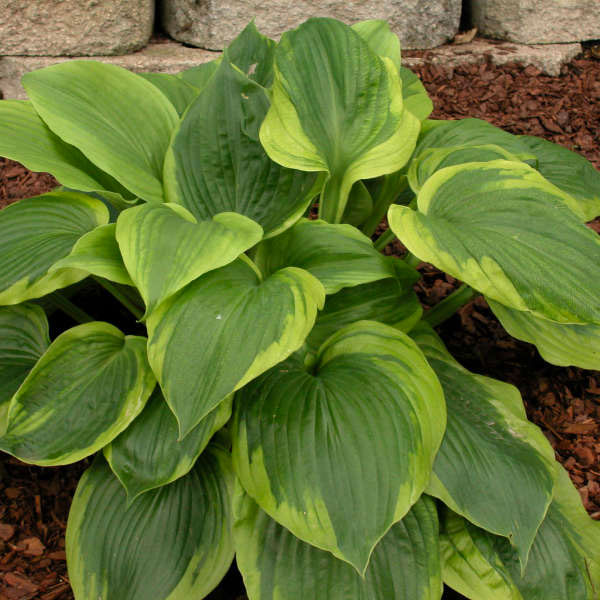 Hosta 'Sum of All' - 2 Gallon Pot