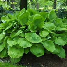 Load image into Gallery viewer, Hosta &#39;Sum and Substance&#39; - 2 Gallon Pot
