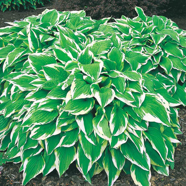 Hosta 'Albo Marginata Undulata'