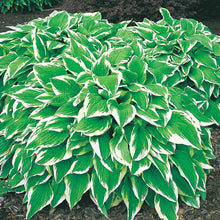 Load image into Gallery viewer, Hosta &#39;Albo Marginata Undulata&#39;
