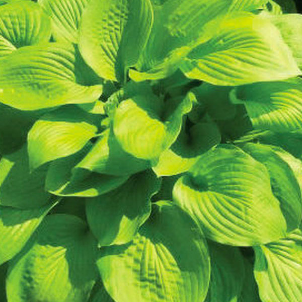 Hosta 'August Moon' - 2 Gallon