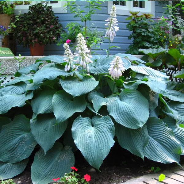 Hosta 'Blue Mountains' - 2 Gallon