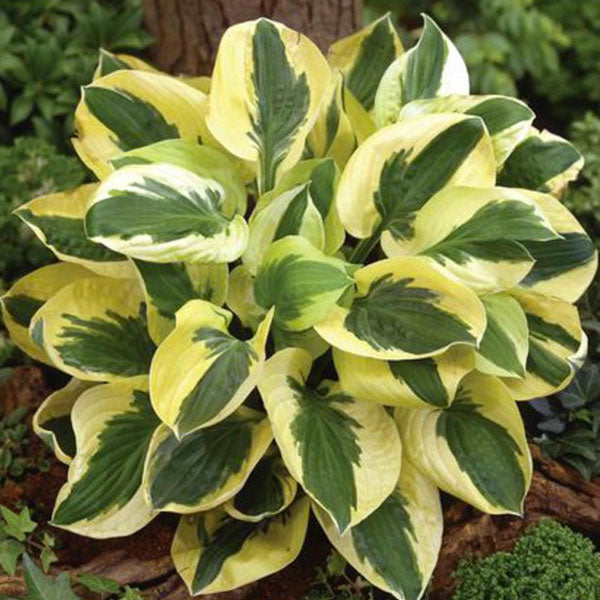 Hosta 'Brim Cup' - 2 Gallon