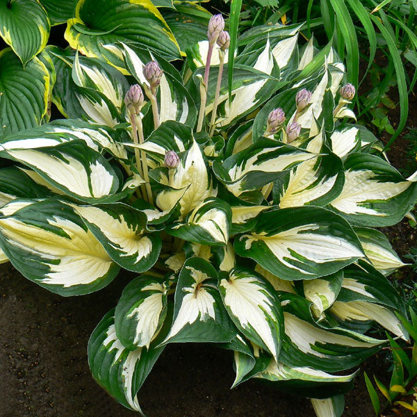 Hosta 'Fire and Ice' - 2 Gallon Pot