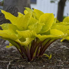 Load image into Gallery viewer, Hosta &#39;Fire Island&#39; - 2 Gallon Pot

